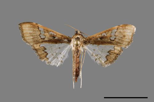 Maruca vitrata[00027648]