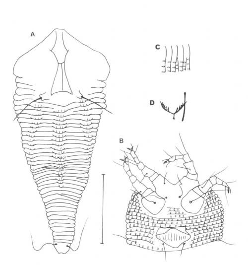 Pentaconvexus taiwanensis Huang, 2001