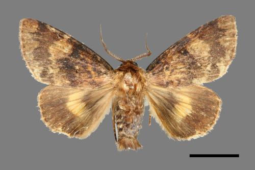 Trisuloides taiwana[00000502]