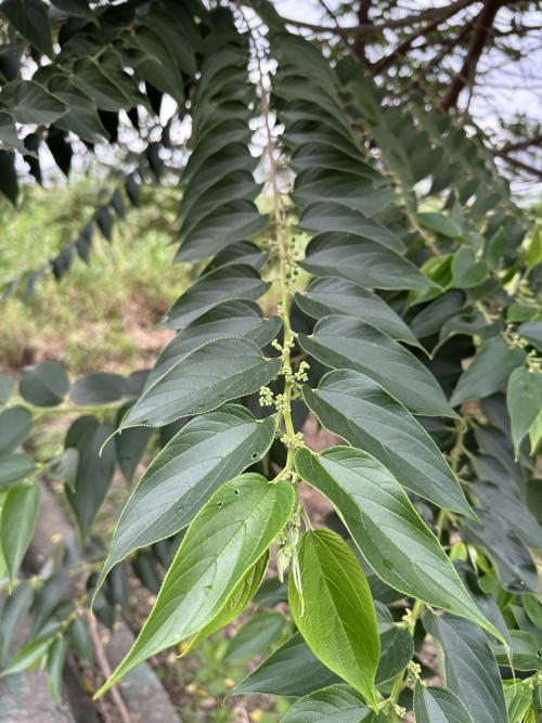 山油麻