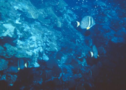 Acanthurus guttatus@fishdb-media-4845