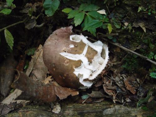 Russula castanopsidis(栗色紅菇)