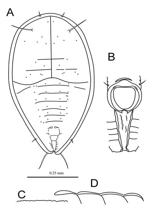 Taiwanaleyrodes meliosmae  Takahashi, 1932