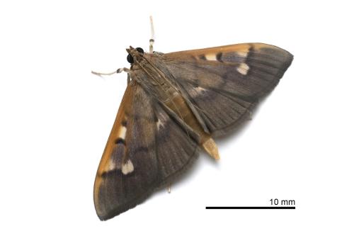 Patania costalis Patania costalis