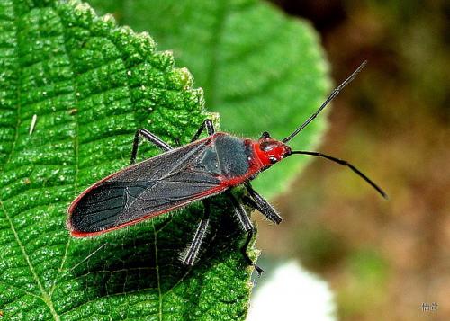 紅緣新長椿Caenocoris marginatus (Thunberg,1822)