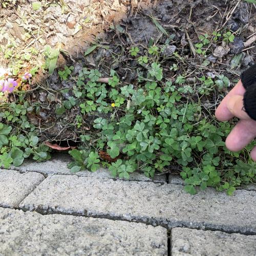 黃花酢醬草