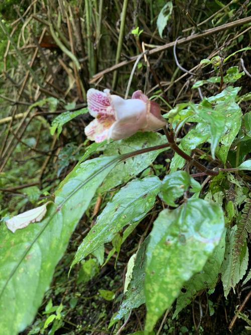 角桐草 角桐草