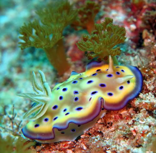 Chromodoris kuniei庫尼多彩海蛞蝓