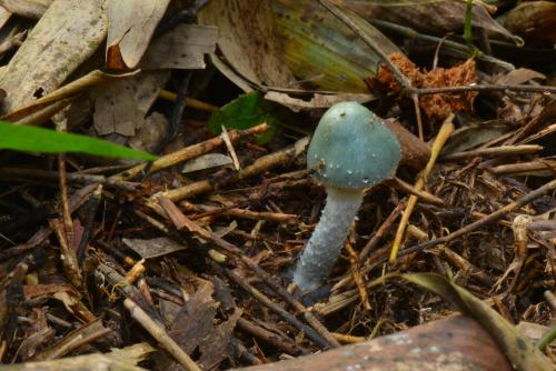 Stropharia aeruginosa(黃銅綠球蓋菇)