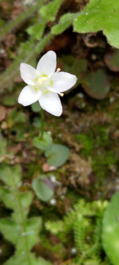梅花草