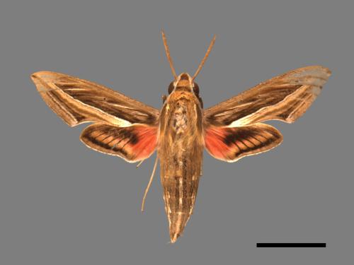 Hippotion celerio[銀條斜線天蛾][00017852]