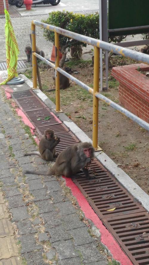 臺灣獼猴 臺灣獼猴
