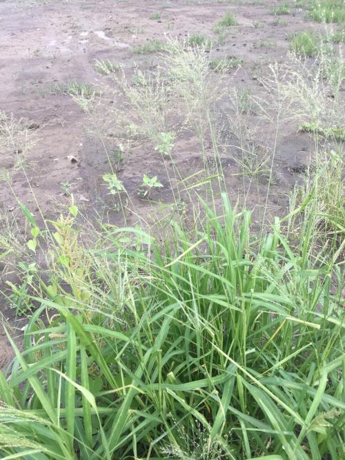 大黍