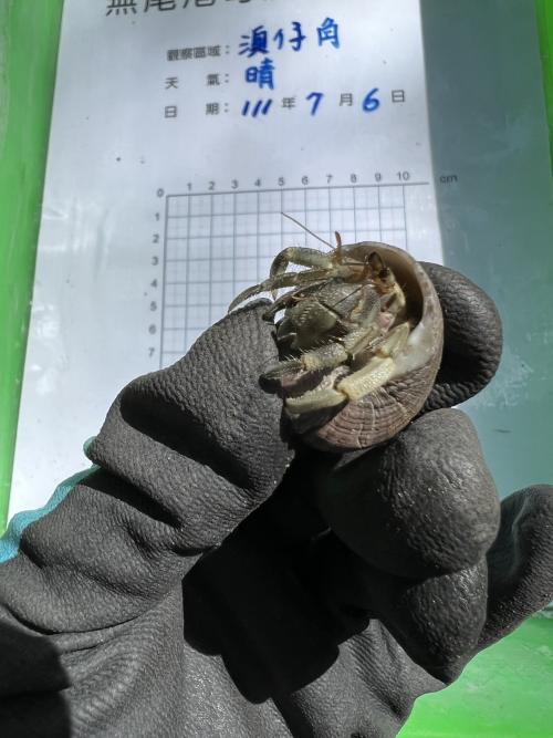 皺紋陸寄居蟹 皺紋陸寄居蟹