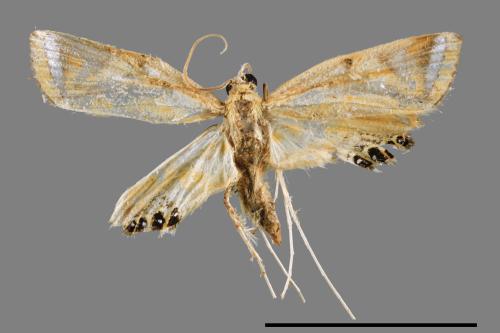 Eoophyla conjunctalis[00064758]