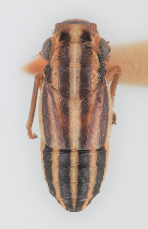 Aphelonema fasciata Aphelonema fasciata
