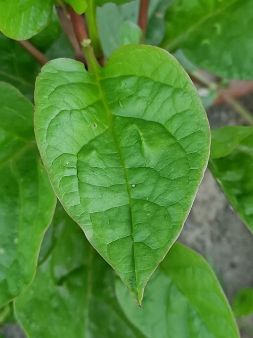 落葵 落葵