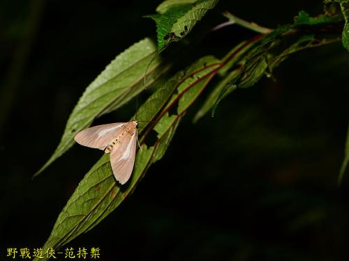 圓端擬燈蛾 圓端擬燈蛾