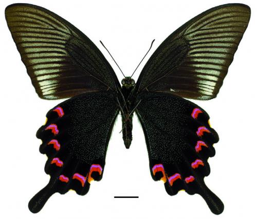 Papilio bianor kotoensis Sonan, 1927 翠鳳蝶蘭嶼亞種