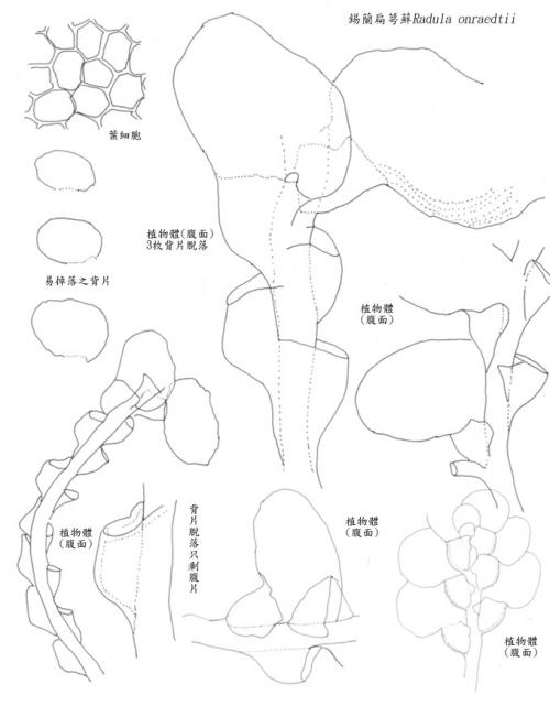 錫蘭扁萼蘚