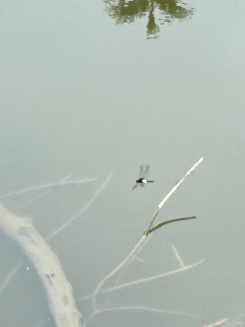 玉帶蜻 玉帶蜻