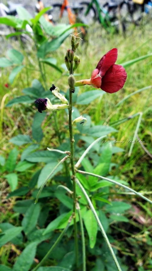 大翼豆 (長序菜豆) 大翼豆 (長序菜豆)