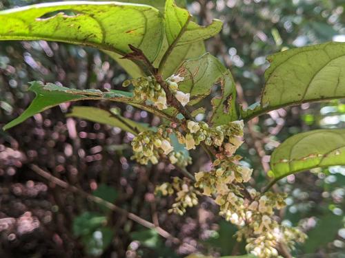 山桂花