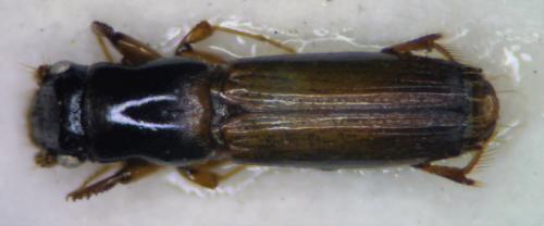 Diapus truncatus Niijima & Murayama, 1934