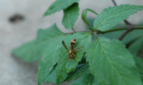 帶鈴腹胡蜂 帶鈴腹胡蜂