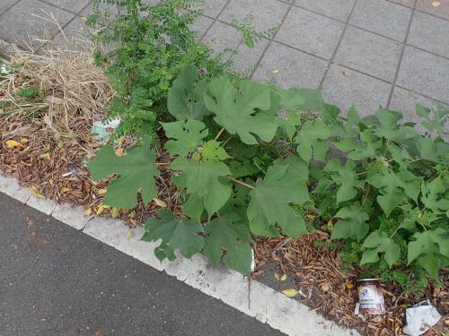 構樹