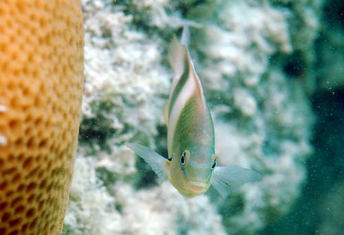 Dischistodus prosopotaenia@fishdb-media-9811 Dischistodus prosopotaenia@fishdb-media-9811