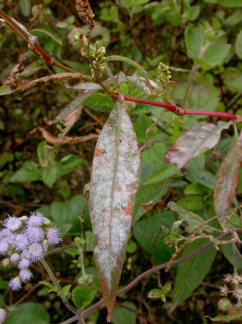 Erysiphe_polygoni_Reisfeld_bei_NCU_18_I_2011