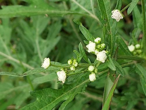 銀膠菊