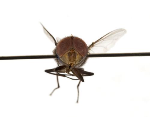 Chrysomya pinguis male frontal Chrysomya pinguis male frontal