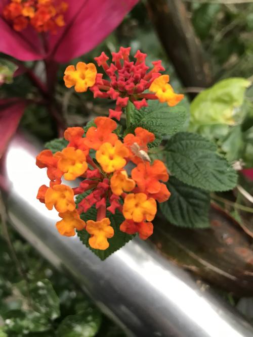馬櫻丹