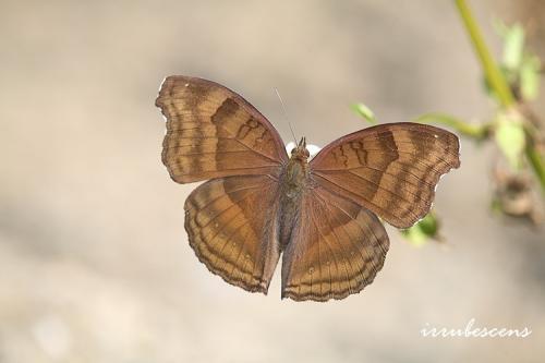 N16-4 黯眼蛺蝶