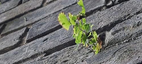 鐵線蕨 鐵線蕨