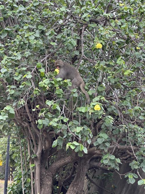 臺灣獼猴