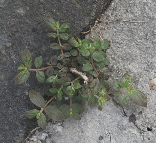 飛揚草 飛揚草