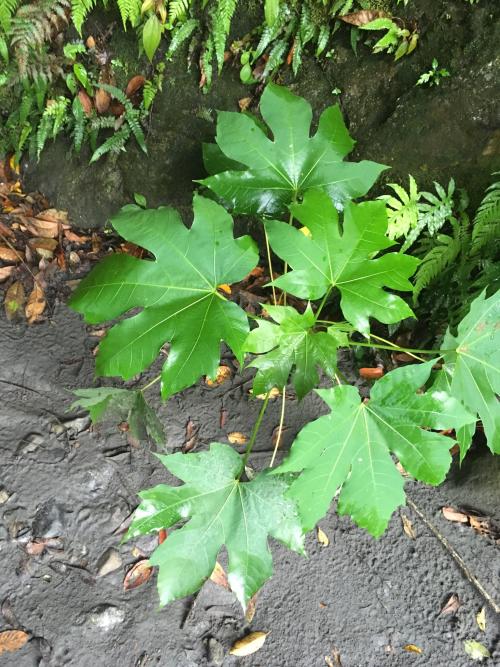 千年桐 千年桐