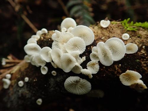 Chaetocalathus craterellus(喇叭毛筐菌)