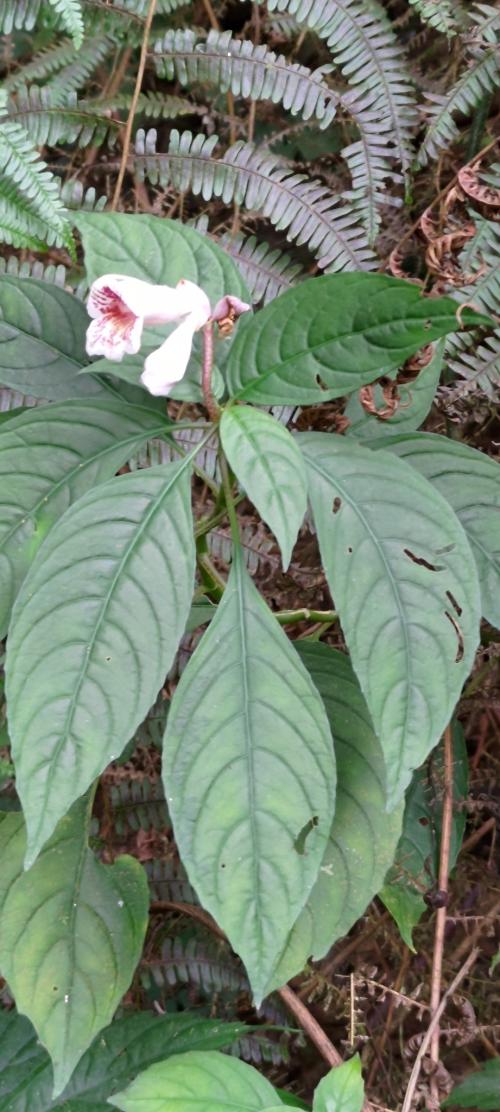 角桐草 角桐草