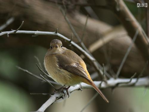 20091206_380393_Daurian_Redstart_1976.jpg 20091206_380393_Daurian_Redstart_1976.jpg