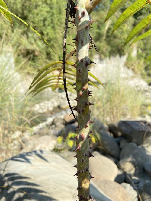 食茱萸