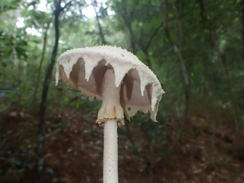 Amanita yenii(顏氏鵝膏)