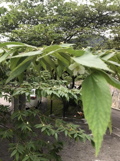 南美假櫻桃 南美假櫻桃