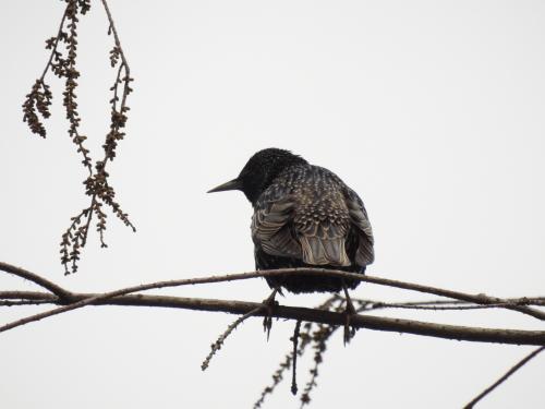 歐洲椋鳥 歐洲椋鳥