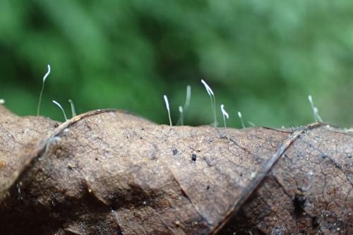 Typhula setipes(毛柄葉生核瑚菌)