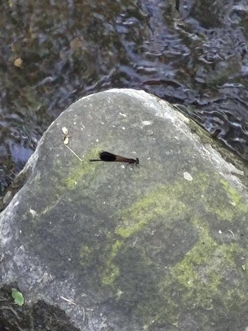 短腹幽蟌