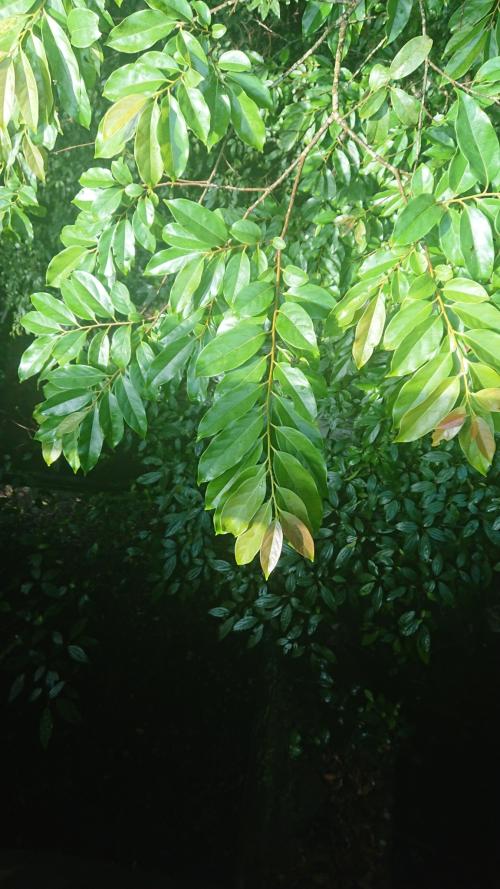 山紅柿 山紅柿